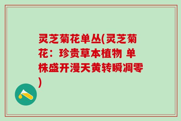灵芝菊花单丛(灵芝菊花：珍贵草本植物 单株盛开漫天黄转瞬凋零)