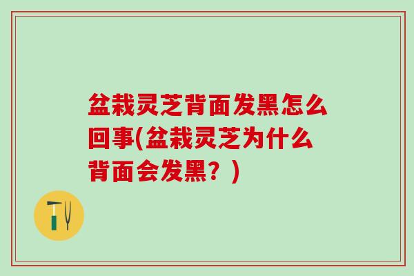 盆栽灵芝背面发黑怎么回事(盆栽灵芝为什么背面会发黑？)