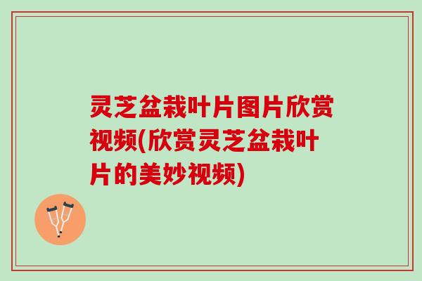 灵芝盆栽叶片图片欣赏视频(欣赏灵芝盆栽叶片的美妙视频)