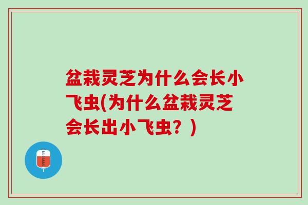 盆栽灵芝为什么会长小飞虫(为什么盆栽灵芝会长出小飞虫？)