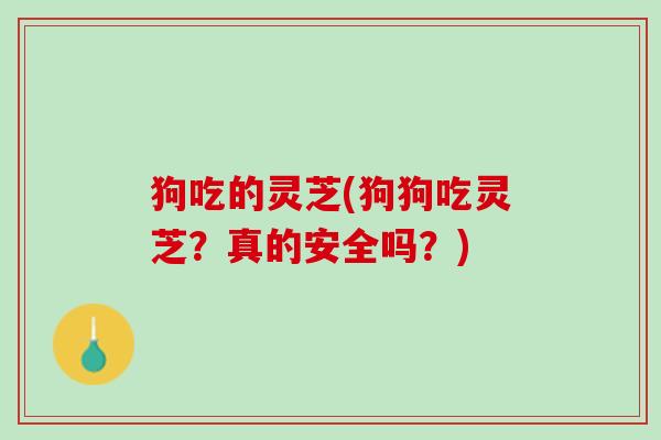 狗吃的灵芝(狗狗吃灵芝?真的安全吗?) 狗吃的灵芝(狗狗吃灵芝?真的安全吗?)