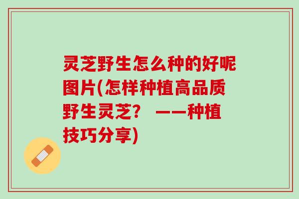 灵芝野生怎么种的好呢图片(怎样种植高品质野生灵芝? ——种植技巧分享) 灵芝野生怎么种的好呢图片(怎样种植高品质野生灵芝? ——种植技巧分享)
