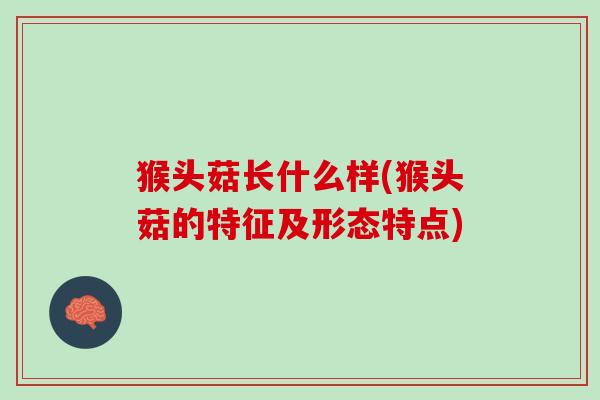 猴头菇长什么样(猴头菇的特征及形态特点)
