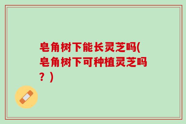皂角树下能长灵芝吗(皂角树下可种植灵芝吗？)