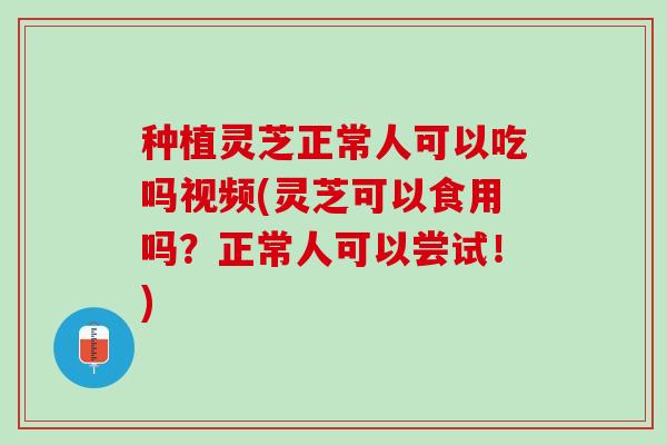 种植灵芝正常人可以吃吗视频(灵芝可以食用吗？正常人可以尝试！)