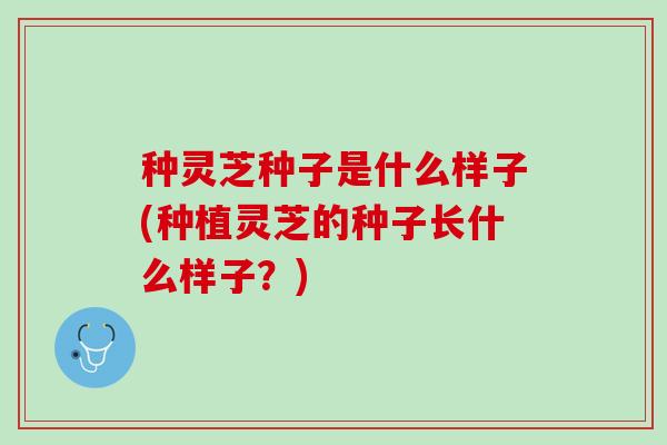 种灵芝种子是什么样子(种植灵芝的种子长什么样子？)