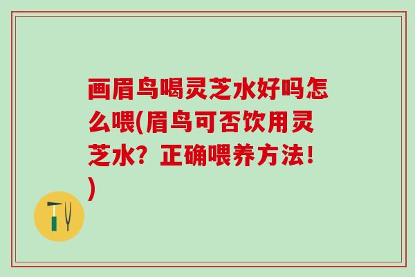 画眉鸟喝灵芝水好吗怎么喂(眉鸟可否饮用灵芝水？正确喂养方法！)