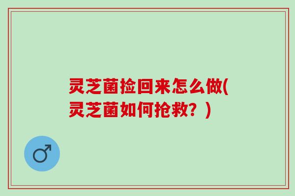 灵芝菌捡回来怎么做(灵芝菌如何抢救？)