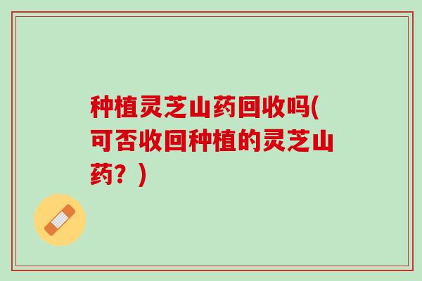 种植灵芝山药回收吗(可否收回种植的灵芝山药？)