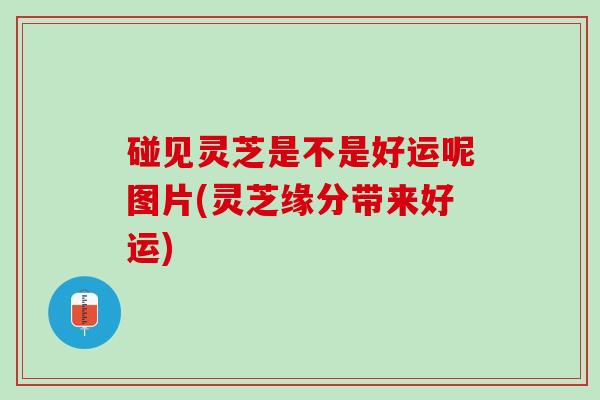 碰见灵芝是不是好运呢图片(灵芝缘分带来好运)