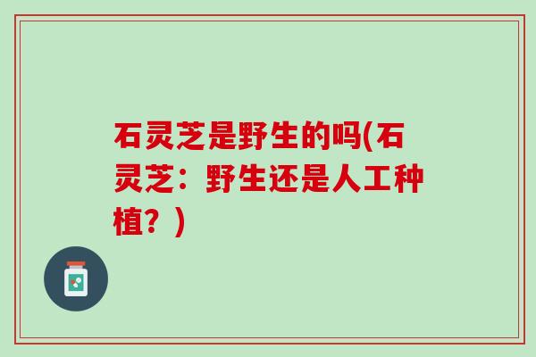 石灵芝是野生的吗(石灵芝：野生还是人工种植？)