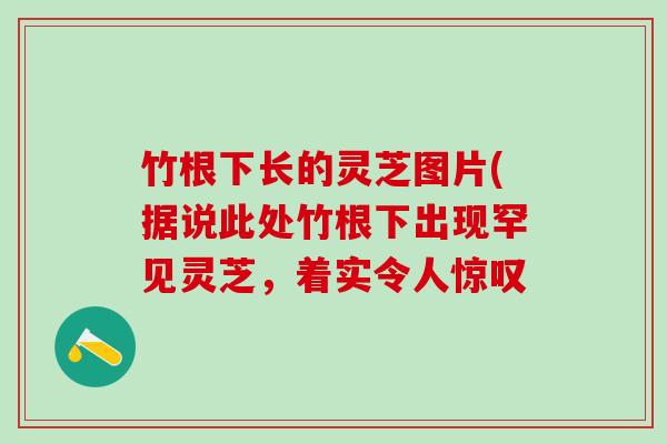 竹根下长的灵芝图片(据说此处竹根下出现罕见灵芝,着实令人惊叹 竹根下长的灵芝图片(据说此处竹根下出现罕见灵芝,着实令人惊叹