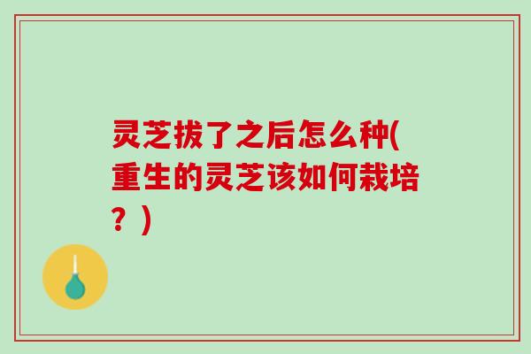 灵芝拔了之后怎么种(重生的灵芝该如何栽培？)