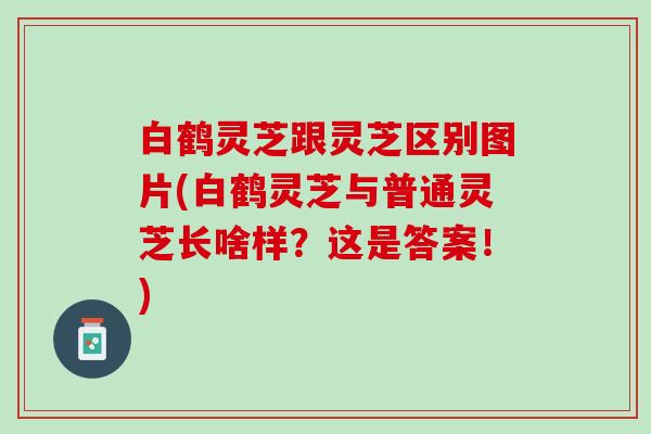 白鹤灵芝跟灵芝区别图片(白鹤灵芝与普通灵芝长啥样？这是答案！)