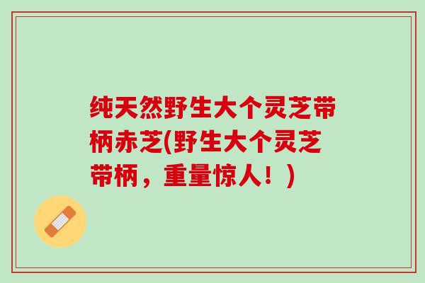 纯天然野生大个灵芝带柄赤芝(野生大个灵芝带柄,重量惊人!) 纯天然野生大个灵芝带柄赤芝(野生大个灵芝带柄,重量惊人!)
