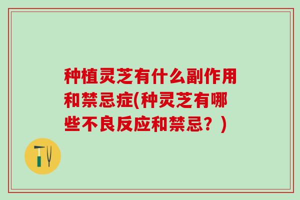 种植灵芝有什么副作用和禁忌症(种灵芝有哪些不良反应和禁忌？)