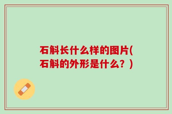 石斛长什么样的图片(石斛的外形是什么？)