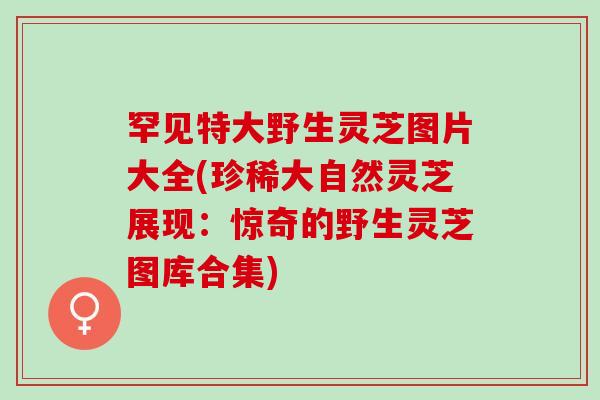 罕见特大野生灵芝图片大全(珍稀大自然灵芝展现：惊奇的野生灵芝图库合集)