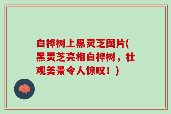 白桦树上黑灵芝图片(黑灵芝亮相白桦树，壮观美景令人惊叹！)