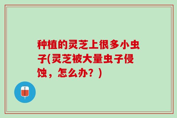 种植的灵芝上很多小虫子(灵芝被大量虫子侵蚀，怎么办？)