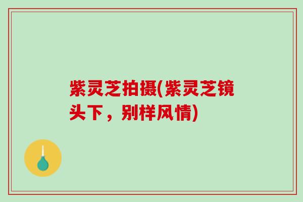 紫灵芝拍摄(紫灵芝镜头下，别样风情)