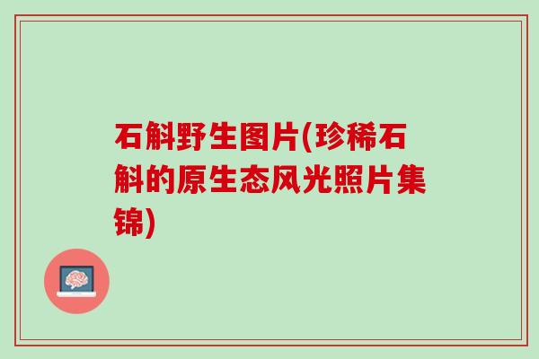 石斛野生图片(珍稀石斛的原生态风光照片集锦)