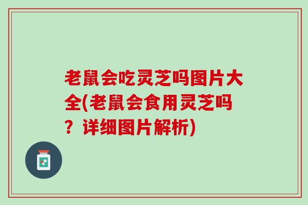 老鼠会吃灵芝吗图片大全(老鼠会食用灵芝吗？详细图片解析)