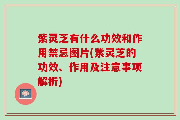 紫灵芝有什么功效和作用禁忌图片(紫灵芝的功效、作用及注意事项解析)