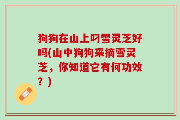 狗狗在山上叼雪灵芝好吗(山中狗狗采摘雪灵芝，你知道它有何功效？)
