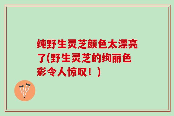 纯野生灵芝颜色太漂亮了(野生灵芝的绚丽色彩令人惊叹！)