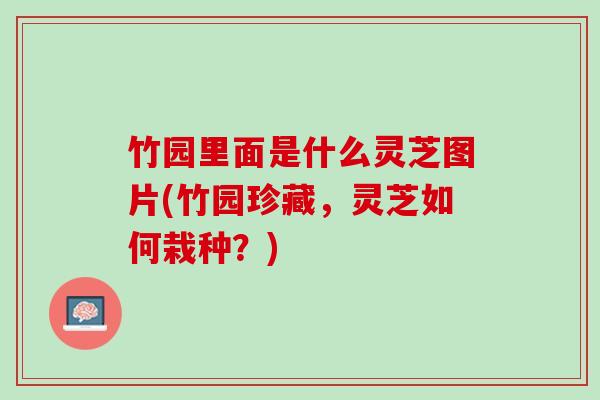 竹园里面是什么灵芝图片(竹园珍藏，灵芝如何栽种？)