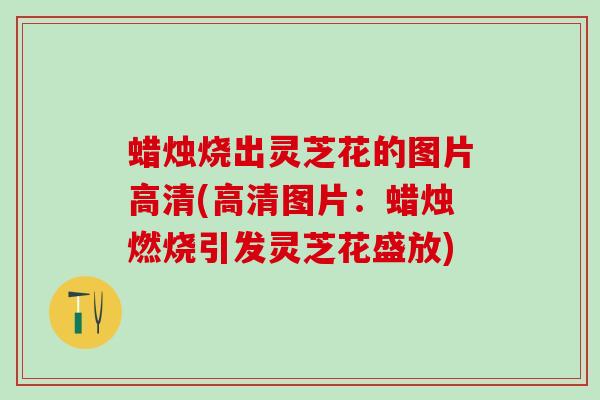 蜡烛烧出灵芝花的图片高清(高清图片：蜡烛燃烧引发灵芝花盛放)