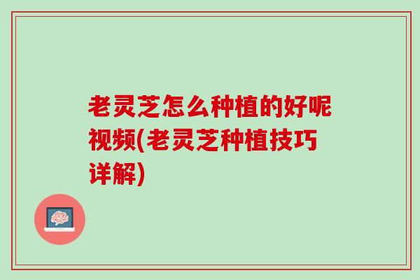 老灵芝怎么种植的好呢视频(老灵芝种植技巧详解)