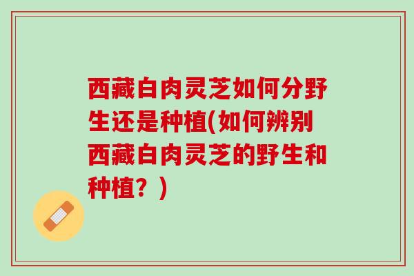 西藏白肉灵芝如何分野生还是种植(如何辨别西藏白肉灵芝的野生和种植？)