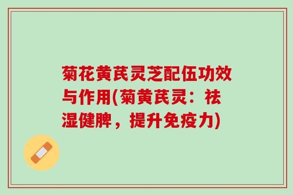 菊花黄芪灵芝配伍功效与作用(菊黄芪灵：祛湿健脾，提升免疫力)