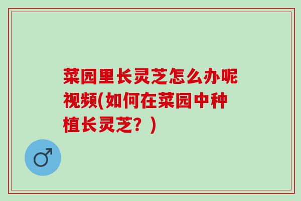 菜园里长灵芝怎么办呢视频(如何在菜园中种植长灵芝？)