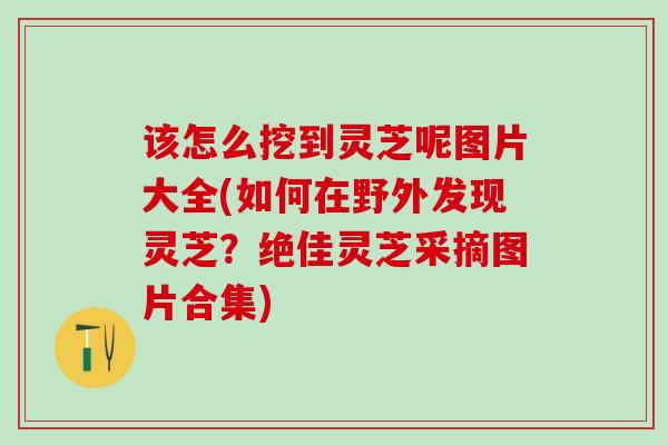 该怎么挖到灵芝呢图片大全(如何在野外发现灵芝？绝佳灵芝采摘图片合集)