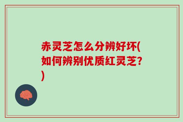 赤灵芝怎么分辨好坏(如何辨别优质红灵芝？)