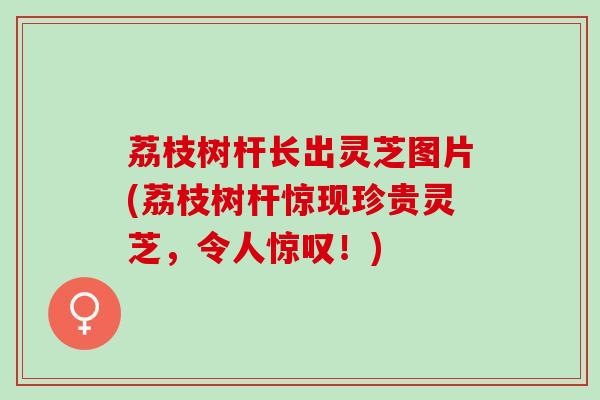 荔枝树杆长出灵芝图片(荔枝树杆惊现珍贵灵芝，令人惊叹！)