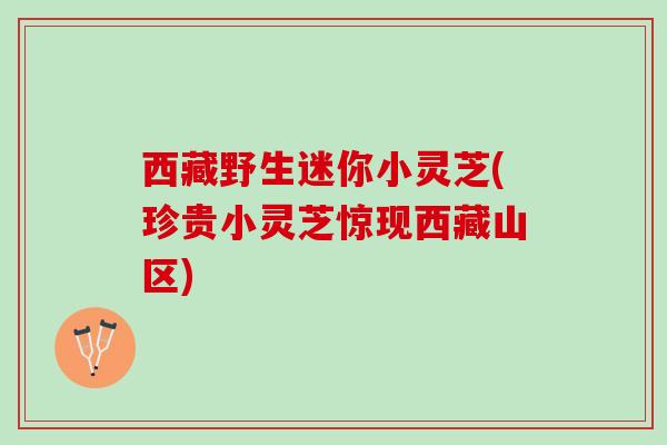 西藏野生迷你小灵芝(珍贵小灵芝惊现西藏山区) 西藏野生迷你小灵芝(珍贵小灵芝惊现西藏山区)