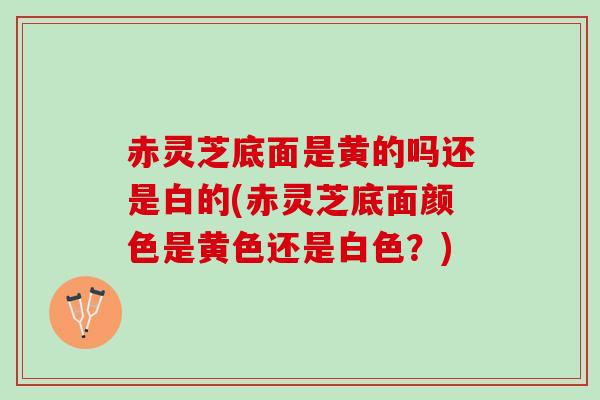 赤灵芝底面是黄的吗还是白的(赤灵芝底面颜色是黄色还是白色？)