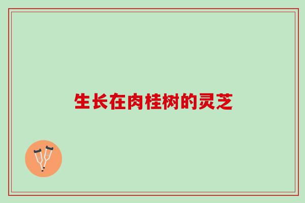 生长在肉桂树的灵芝