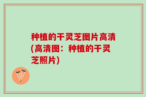 种植的干灵芝图片高清(高清图：种植的干灵芝照片)