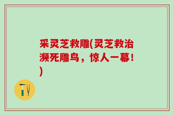 采灵芝救雕(灵芝救治濒死雕鸟，惊人一幕！)