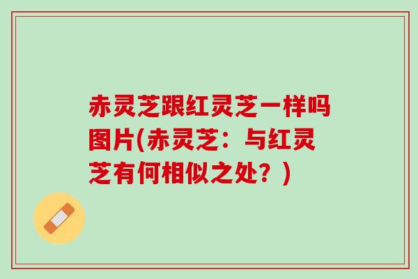 赤灵芝跟红灵芝一样吗图片(赤灵芝：与红灵芝有何相似之处？)
