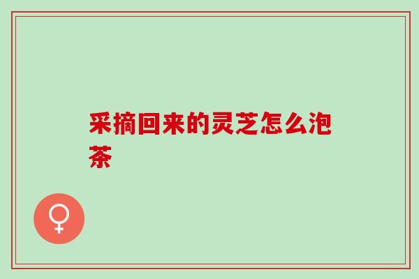 采摘回来的灵芝怎么泡茶