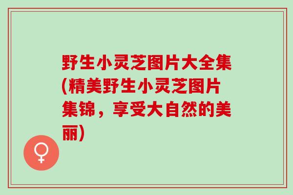 野生小灵芝图片大全集(精美野生小灵芝图片集锦，享受大自然的美丽)