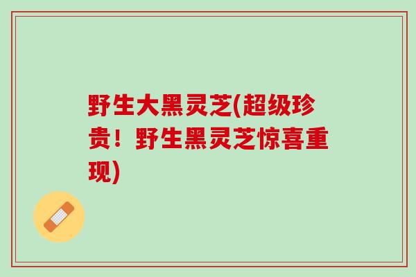 野生大黑灵芝(超级珍贵！野生黑灵芝惊喜重现)