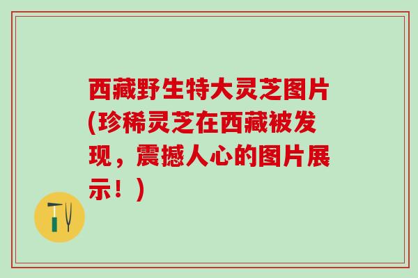西藏野生特大灵芝图片(珍稀灵芝在西藏被发现，震撼人心的图片展示！)