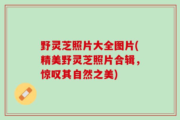 野灵芝照片大全图片(精美野灵芝照片合辑，惊叹其自然之美)